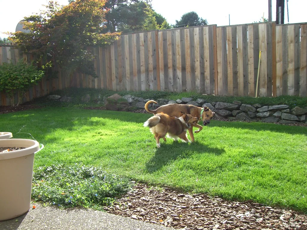 Dos perros jugando juntos en un patio cercado