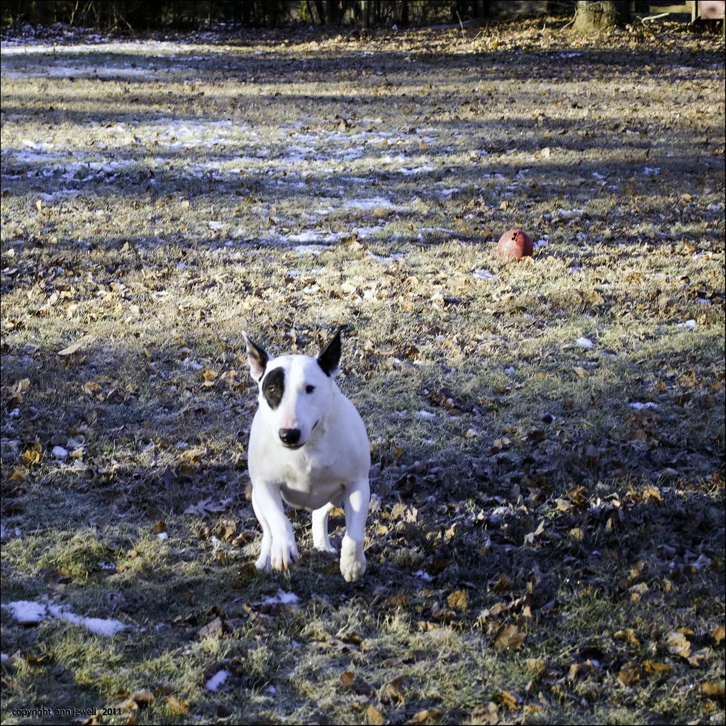 Bull terrier blanco de pie en un terreno con hojas secas