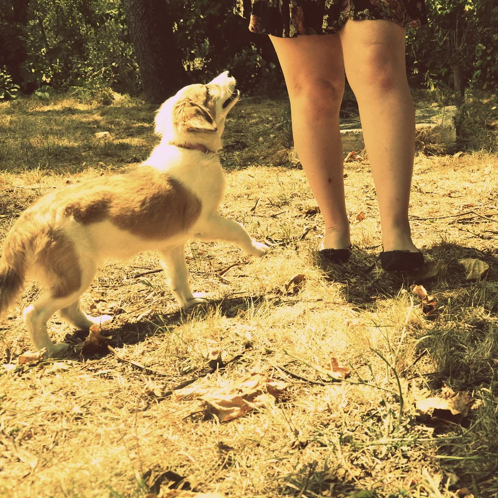 Perro acompañado de una persona al aire libre