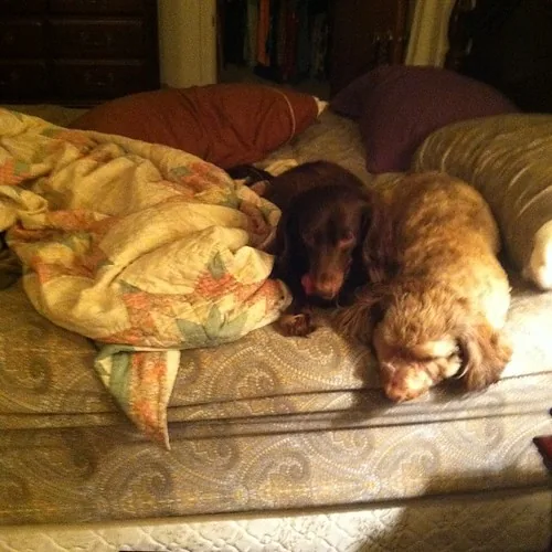 Dos perros durmiendo acurrucados bajo techo