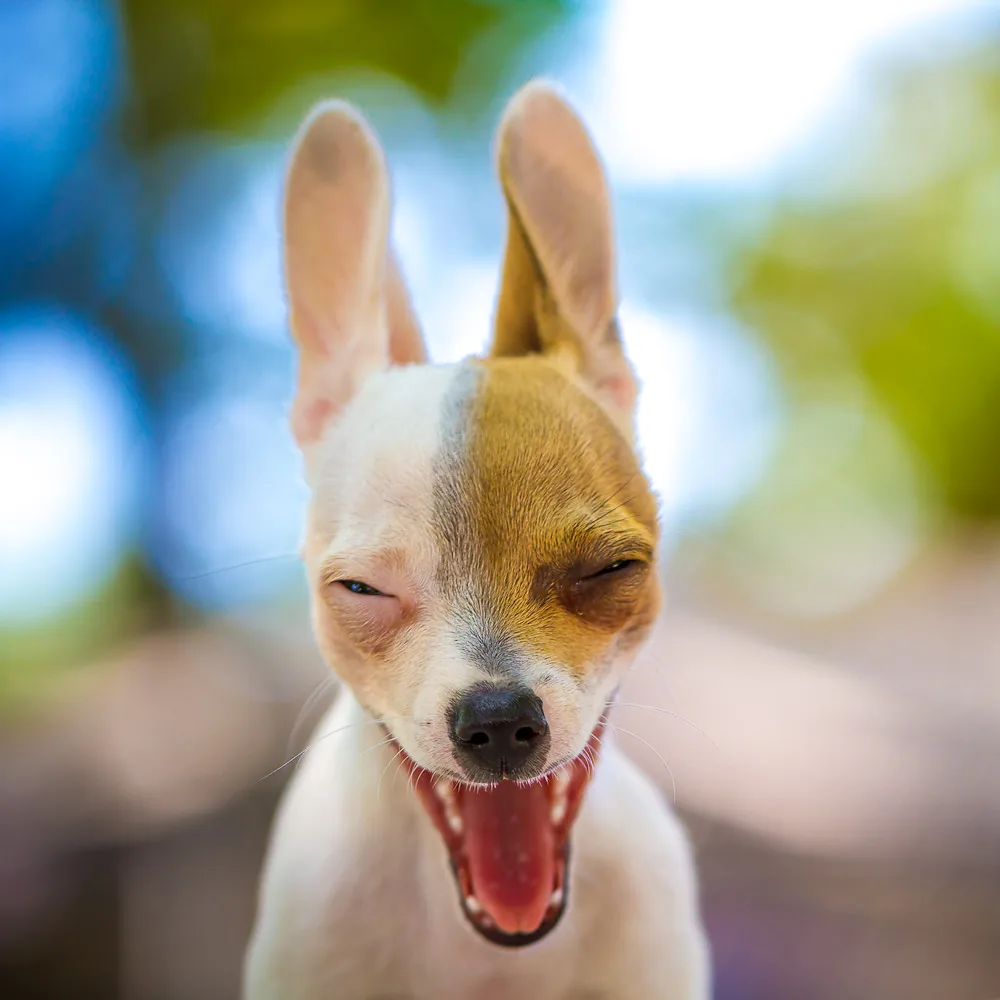 Chihuahua bostezando al aire libre, con las orejas levantadas
