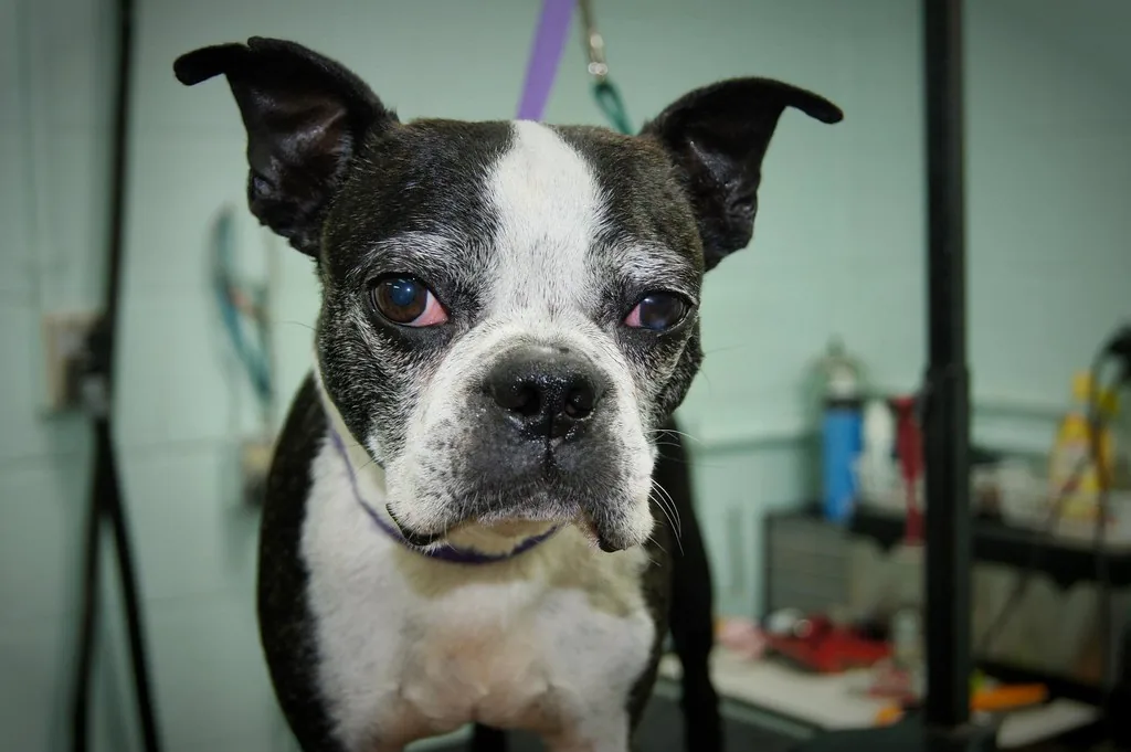 Perro sobre la mesa de estética, sujeto con la correa del brazo de baño
